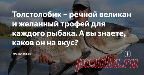 Толстолобик – речной великан и желанный трофей для каждого рыбака. А вы знаете, каков он на вкус? Толстолобика неспроста называют «пресноводным китом» – эта рыба знаменита в первую очередь своими размерами. Впрочем, российским рыболовам его габариты только на руку – такого улова на несколько дней хватит! Сегодня мы расскажем, кто такие толстолобики и с чем их едят. Толстолобик – восточный великан Его ласково называют толстолобиком, хотя следовало бы назвать толстолобом: ве...