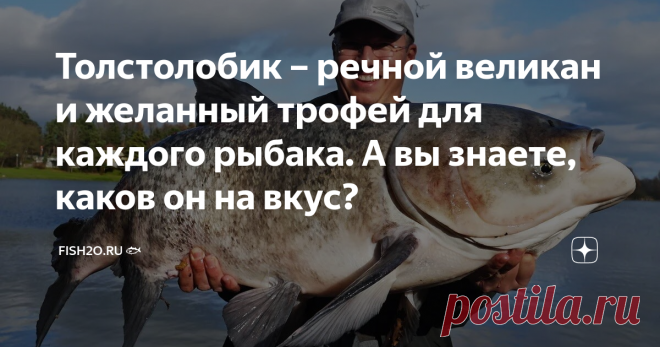 Толстолобик – речной великан и желанный трофей для каждого рыбака. А вы знаете, каков он на вкус? Толстолобика неспроста называют «пресноводным китом» – эта рыба знаменита в первую очередь своими размерами. Впрочем, российским рыболовам его габариты только на руку – такого улова на несколько дней хватит! Сегодня мы расскажем, кто такие толстолобики и с чем их едят. Толстолобик – восточный великан Его ласково называют толстолобиком, хотя следовало бы назвать толстолобом: ве...