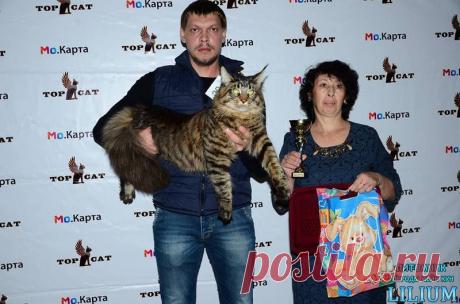 Kasey Jo Lilium на выставке кошек — Питомник Мейн-кунов &quot;Lilium&quot;