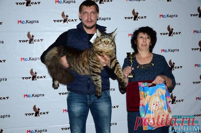 Kasey Jo Lilium на выставке кошек — Питомник Мейн-кунов "Lilium"