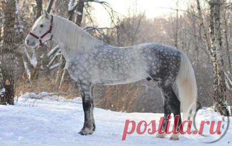 Традиции, заговоры и приметы на 28 ноября В этот день бывает очень грязно, и тогда в народе говорили: «Гурий приехал на пегой кобыле». Считалось, что он разгоняет всю нечисть, которая стремится