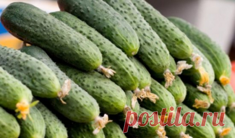 Как заморозить огурцы на зиму правильно, можно ли это делать, отзывы