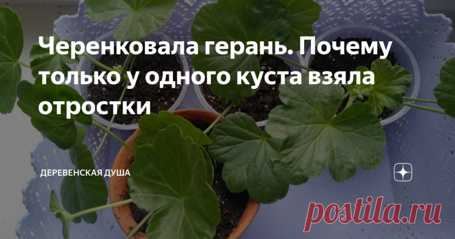 Черенковала герань. Почему только у одного куста взяла отростки У меня три куста герани. Прямо семейство пеларгоний: мама, папа, ребёнок, но растения разного сорта. У них махровые розовые, красные в форме розочек и простые лососевые цветки. Для создания пышного вида обрезаю, черенки сажаю. Потом дарю и оставляю себе. Почему черенкую только один куст Герань в большом горшке и малютку не трогала.  Один куст пышный в цвету, другой – слишком мал. Черенковала пеларгонию, котора...