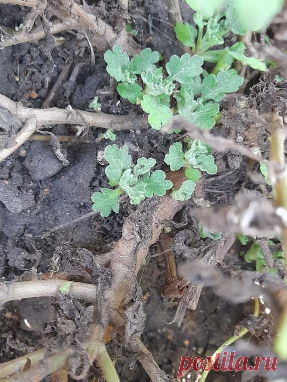 #Сохранение_хризантемы_мультифлора_в_зимний_период
#осеннее_черенкование
Существует несколько способов сохранения хризантемы мультифлора, об одном из них я писала ранее  