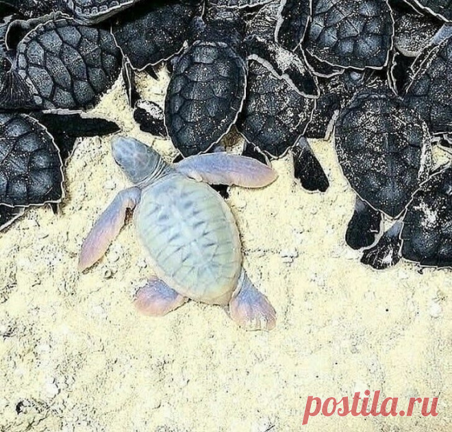 Удивительные фотографии вещей, которые вы вряд ли увидите вживую #2 | Любопытный канал | Яндекс Дзен