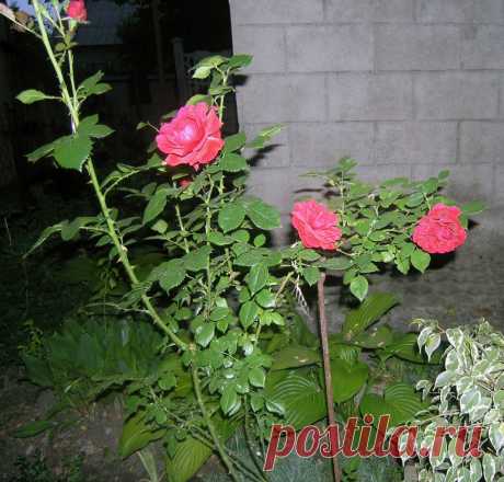 Тамара Прусенко