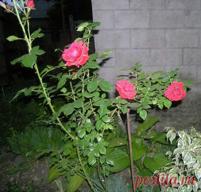 Тамара Прусенко