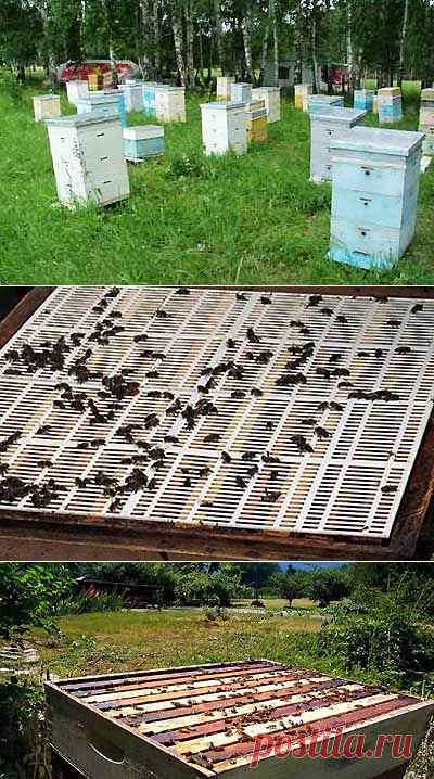 Пчелы в многокорпусных ульях | Мое подворье