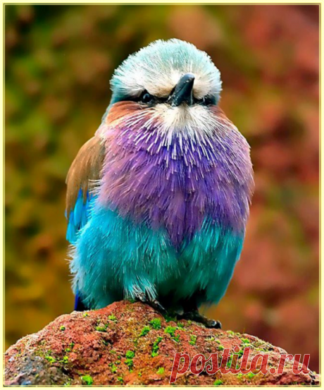 * Птицы * | Записи в рубрике * Птицы * | Дневник Livitalia