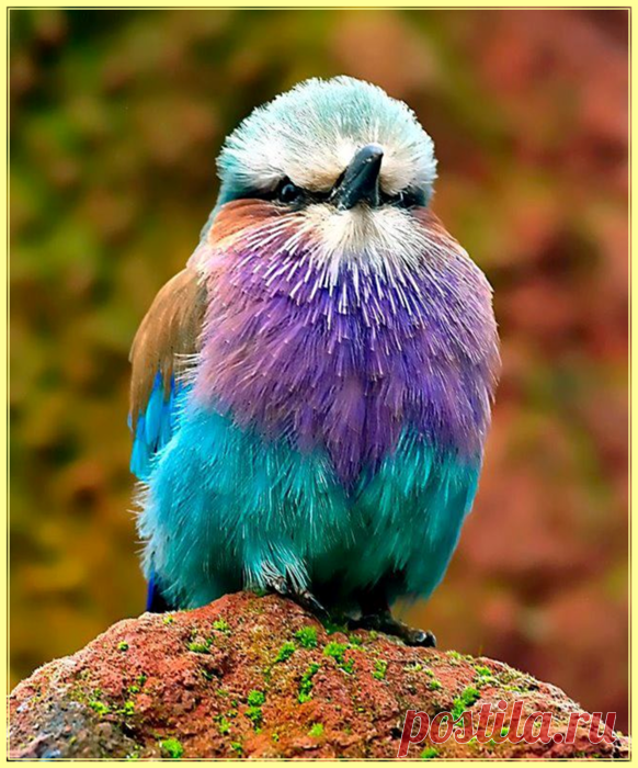 * Птицы * | Записи в рубрике * Птицы * | Дневник Livitalia