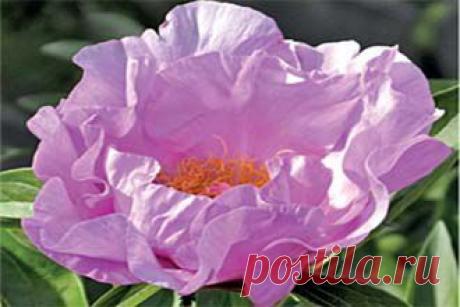 Вестник садовода - ПИОНЫ: СОРТА, ПОСАДКА, УХОД