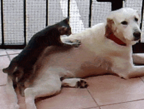 LOL KOTY – Сообщество – Google+