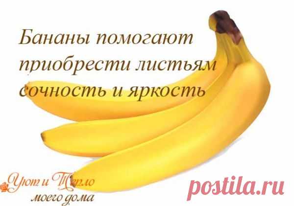 Простой секрет роскошного комнатного цветника