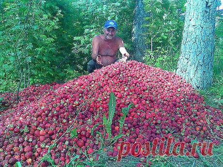 ДВА В ОДНОМ - ПОДКОРМКА КЛУБНИКИ И БОРЬБА С ВРЕДИТЕЛЯМИ 

Моя подруга жалуется, что не успевает собирать ягоды - их так много. Утверждает, что секрет в этой подкормке. Может кого то заинтересует, попробуйте. 

Состав: 1 стакан золы залить 1-2 литрами кипятка, до остывания, 2гр. марганцовки, 2гр. борной кислоты (порошок), 1 ст. ложка йода. Золу процедить, все это на ведро воды. Сразу намешиваю в бочку и опрыскиваю, до полного смачивания листвы. Это и подкормка микро и макро...
