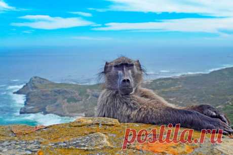 Невозмутимый бабуин позирует на фоне впечатляющих видов мыса Кейп-Пойнт в Южной Африке.