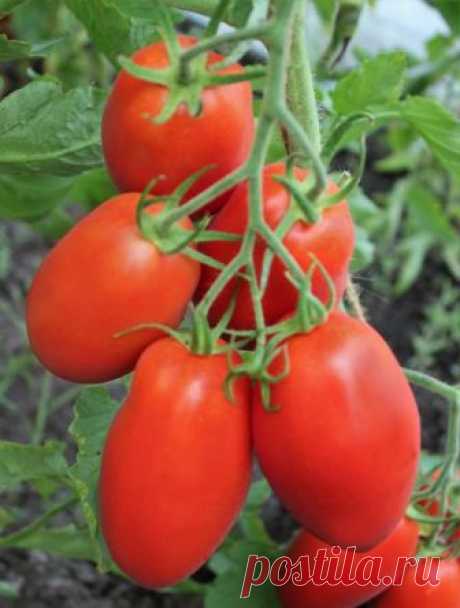 Сад и огород | Записи в рубрике Сад и огород | Дневник anngol