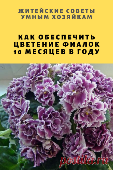 КАК ОБЕСПЕЧИТЬ ЦВЕТЕНИЕ ФИАЛОК 10 МЕСЯЦЕВ В ГОДУ | Житейские Советы