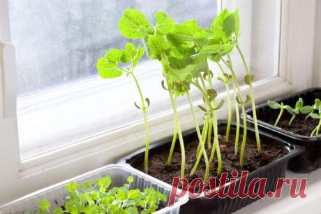Какие овощи и цветы можно посадить в марте на рассаду на подоконнике и в теплице