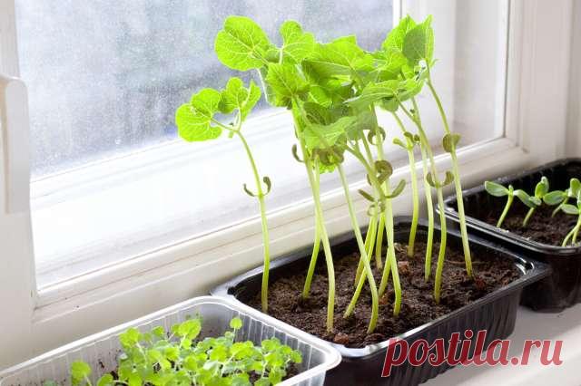 Какие овощи и цветы можно посадить в марте на рассаду на подоконнике и в теплице