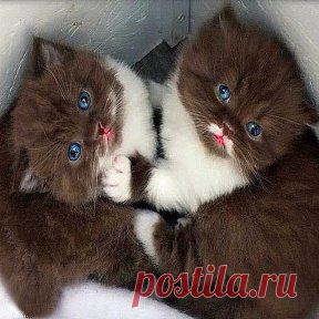 Котятки - шоколадки !!