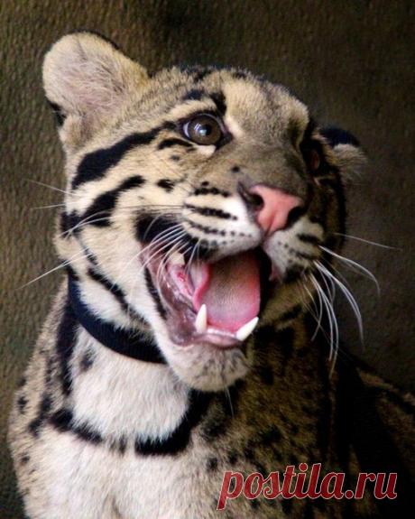 Clouded Leopard.