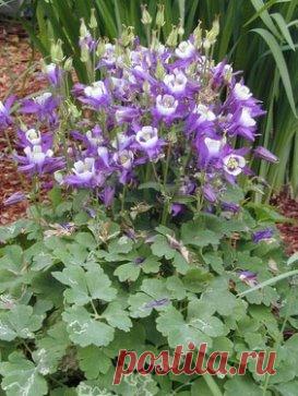 Аквилегия-многолетник для сада.