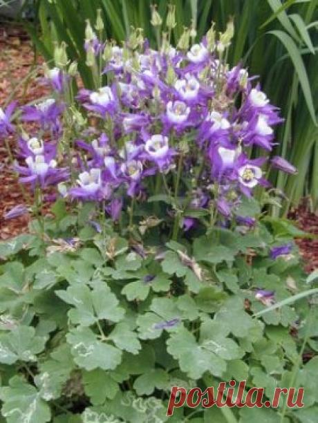 Аквилегия-многолетник для сада.