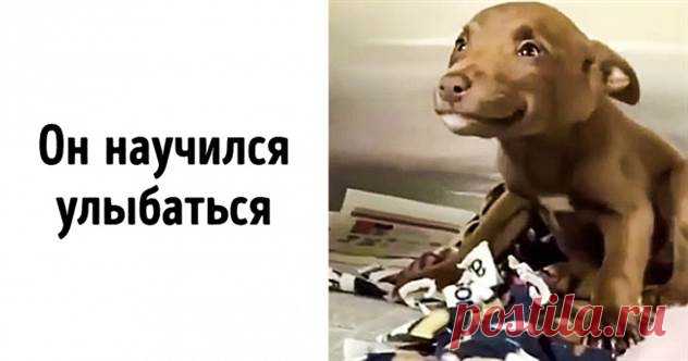 20+ питомцев, с которыми человеческая любовь сотворила удивительные метаморфозы ( 23 фото + 1 гиф ) . Тут забавно !!!