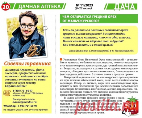 Чем отличается грецкий орех от маньчжурского
