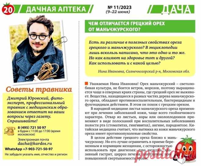 Чем отличается грецкий орех от маньчжурского