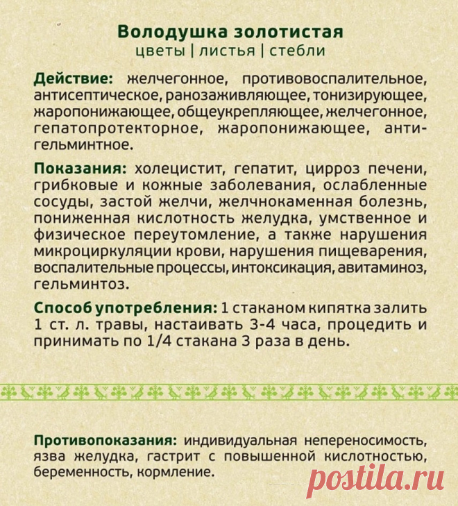 Володушка золотистая