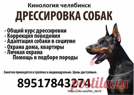 Дрессировка собак / Уход за животными / Челябинск доска бесплатных объявлений о услугах - Uslugio.com (Услугио.ком)