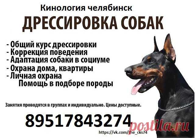 Дрессировка собак / Уход за животными / Челябинск доска бесплатных объявлений о услугах - Uslugio.com (Услугио.ком)