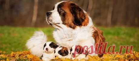 День животных: когда отмечают в 2020 году, в каких странах празднуют День животных: когда отмечают в 2020 году, в каких странах празднуют. История возникновения праздника. Как празднуют, проблемы с бездомными животными.