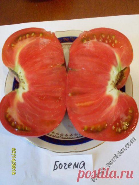 Раннеспелые тепличные томаты устойчивые к заболеваниям