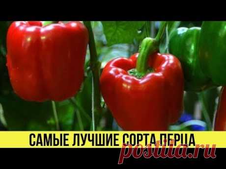 САМЫЕ лучшие СОРТА ПЕРЦА для теплиц с большим урожаем с куста Описания и характеристики - YouTube