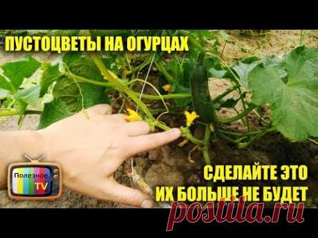 ПУСТОЦВЕТ НА ОГУРЦАХ СДЕЛАЙТЕ ЭТО И БУДЕТЕ ЯЩИКАМИ СОБИРАТЬ ОГУРЦЫ