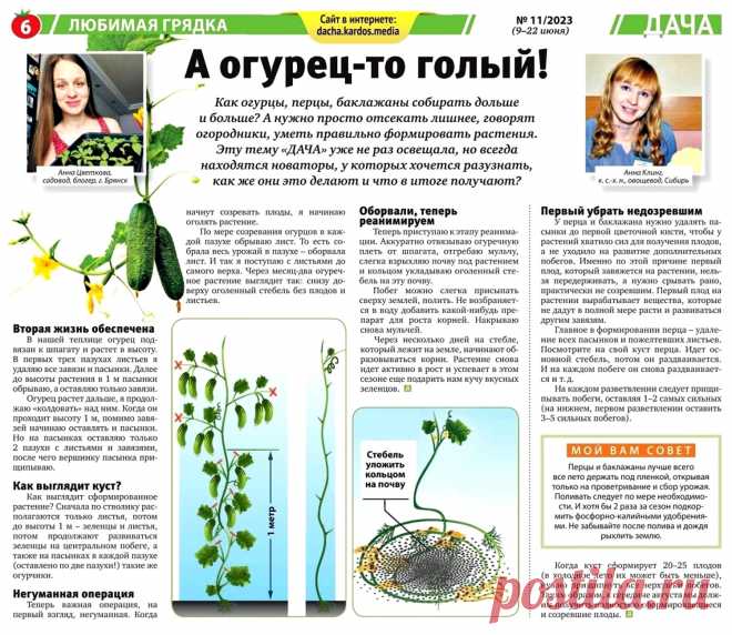 Как огурцы, перцы, баклажаны собирать дольше и больше