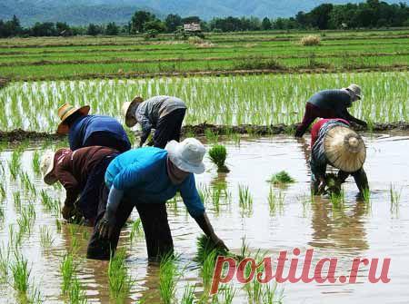 Рисовая вода для лицаКрасота и здоровье | Красота и здоровье
