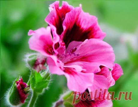 Герань - несложный уход, фото. Королевская пеларгония, другие виды пеларгонии.