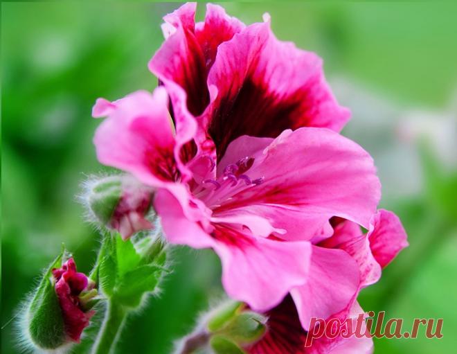 Герань - несложный уход, фото. Королевская пеларгония, другие виды пеларгонии.