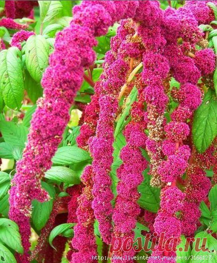 АМАРАНТ, ИНТЕР / Популярная медицина