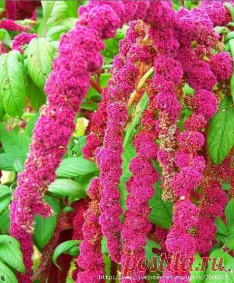 АМАРАНТ, ИНТЕР / Популярная медицина