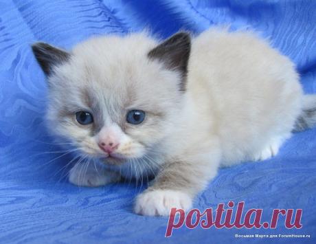 &quot;Чертенок&quot; Васятка! (на носике два крапа)