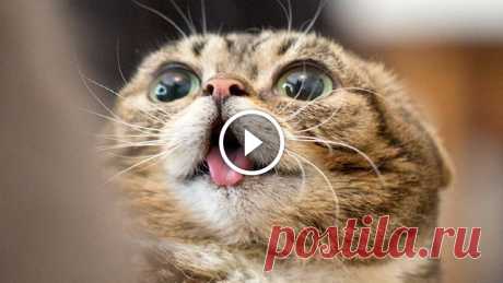 10 MINUTES OF FUNNY CATS