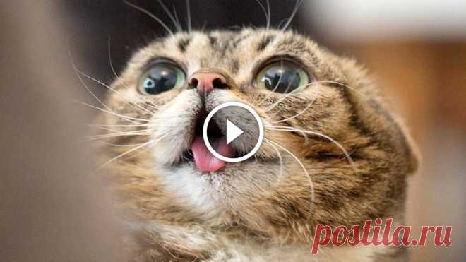 10 MINUTES OF FUNNY CATS