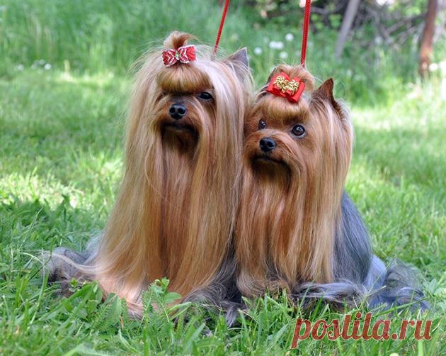 Самые маленькие породы собак: фото, описание, рейтинг