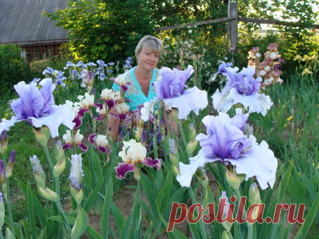 Ирисы на заказ. Ольга Легкова