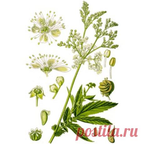 Лабазник вязолистный (таволга) (Filipendula ulmaria).
Другие названия: лабазник вязолистный, медовник, белоголовник. 

Многолетнее травянистое растение семейства Розоцветные (Rosaceae). Имеет ползучее деревянистое корневище с мочковатыми корнями без клубневидных утолщений. 
Стебель прямостоячий ребристый, гладкий, простой или ветвистый, высотой 60-180 см. 
Показать полностью…