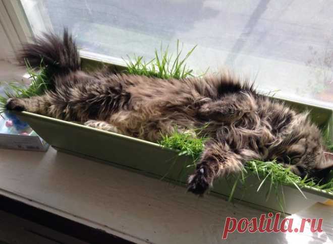 19 забавных примеров кошачьей логики, которая заставляет их спать где угодно, только не в своих кроватях